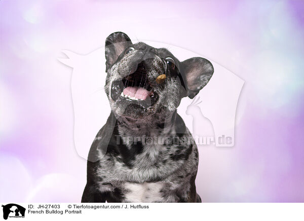 Franzsische Bulldogge Portrait / French Bulldog Portrait / JH-27403