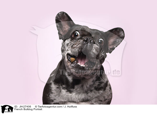 Franzsische Bulldogge Portrait / French Bulldog Portrait / JH-27406