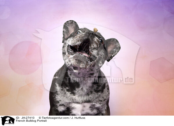 Franzsische Bulldogge Portrait / French Bulldog Portrait / JH-27410