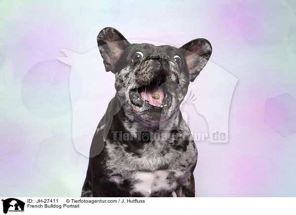 Franzsische Bulldogge Portrait / French Bulldog Portrait / JH-27411
