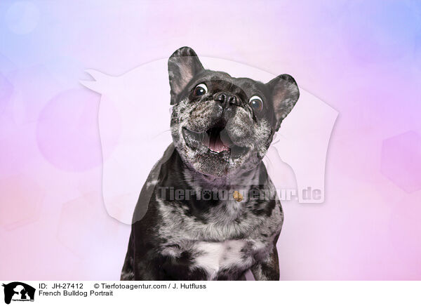 Franzsische Bulldogge Portrait / French Bulldog Portrait / JH-27412