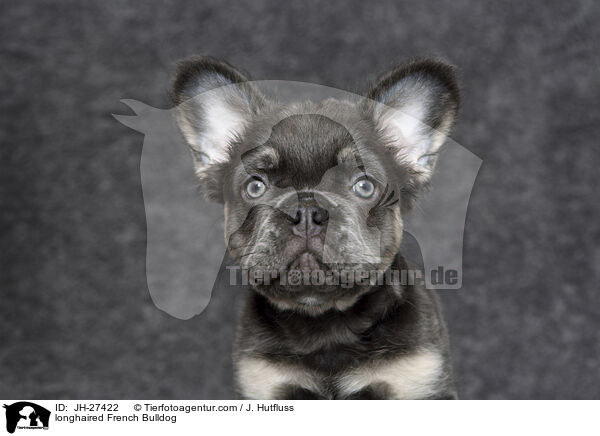 langhaarige Franzsische Bulldogge / longhaired French Bulldog / JH-27422