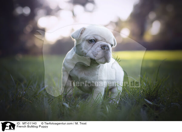 Franzsische Bulldogge Welpe / French Bulldog Puppy / MT-01140