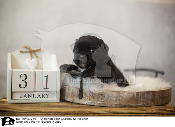 langhaariger Franzsische Bulldogge Welpe / longhaired French Bulldog Puppy / MW-27249