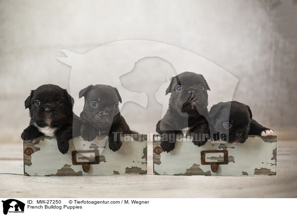 Franzsische Bulldogge Welpen / French Bulldog Puppies / MW-27250