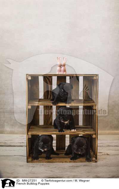 Franzsische Bulldogge Welpen / French Bulldog Puppies / MW-27251