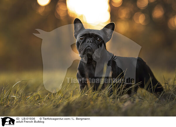 erwachsene Franzsische Bulldogge / adult French Bulldog / LB-01936