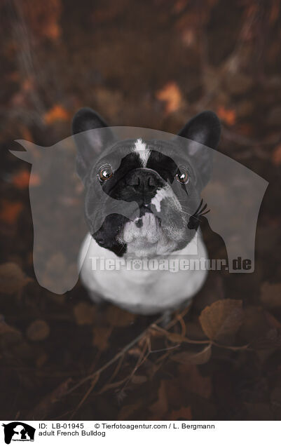 erwachsene Franzsische Bulldogge / adult French Bulldog / LB-01945