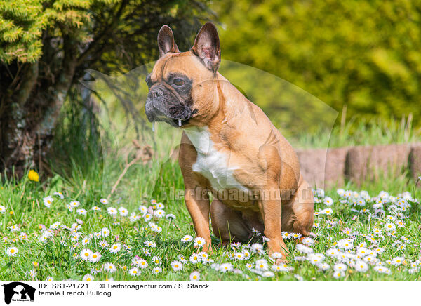 Franzsische Bulldogge Hndin / female French Bulldog / SST-21721