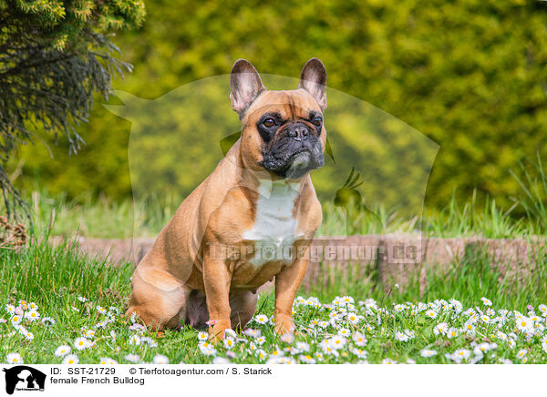 Franzsische Bulldogge Hndin / female French Bulldog / SST-21729