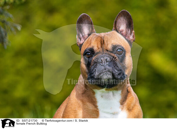 Franzsische Bulldogge Hndin / female French Bulldog / SST-21730