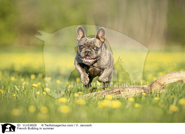 Franzsische Bulldogge im Sommer / French Bulldog in summer / VJ-03829