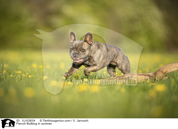 Franzsische Bulldogge im Sommer / French Bulldog in summer / VJ-03834