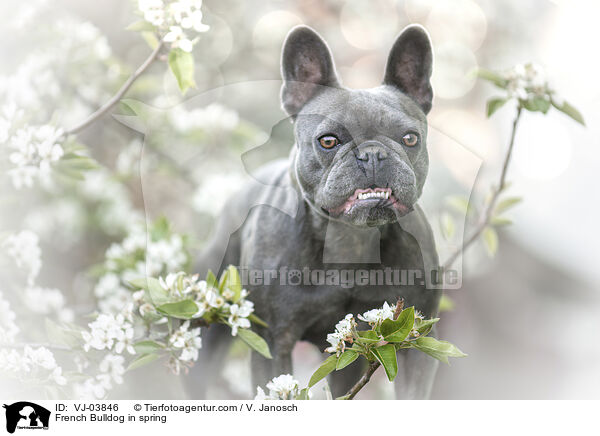 Franzsische Bulldogge im Frhling / French Bulldog in spring / VJ-03846