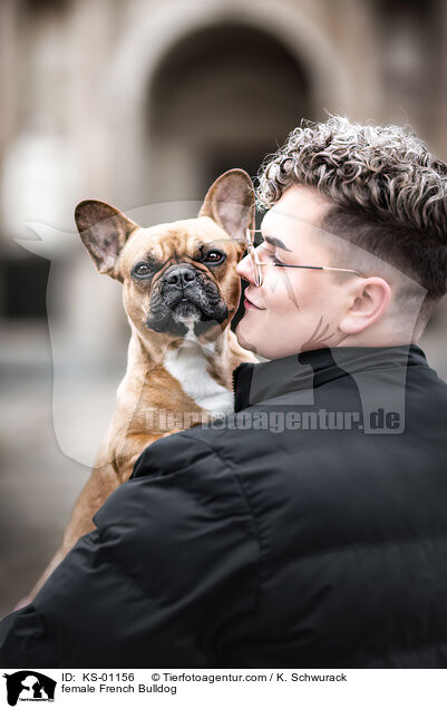 Franzsische Bulldogge Hndin / female French Bulldog / KS-01156