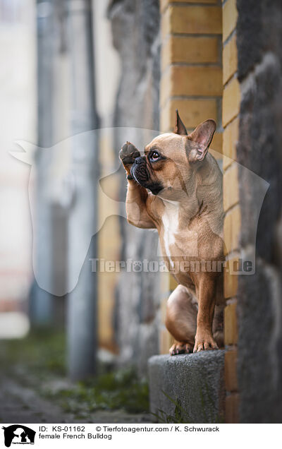 Franzsische Bulldogge Hndin / female French Bulldog / KS-01162