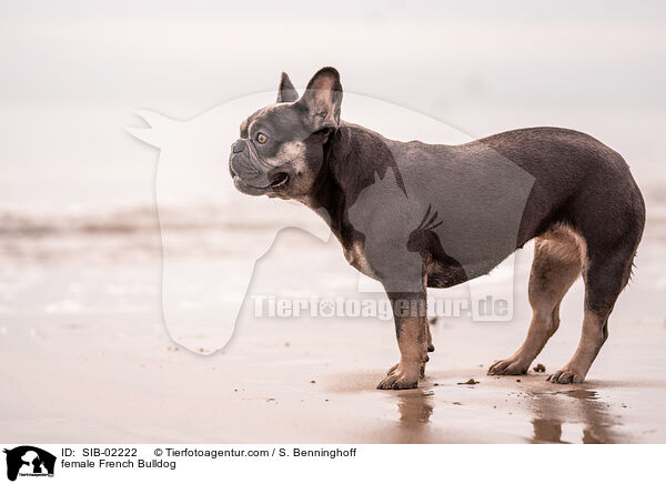 Franzsische Bulldogge Hndin / female French Bulldog / SIB-02222