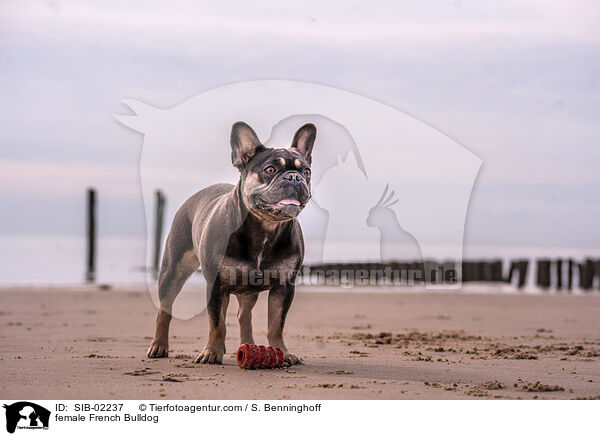 Franzsische Bulldogge Hndin / female French Bulldog / SIB-02237