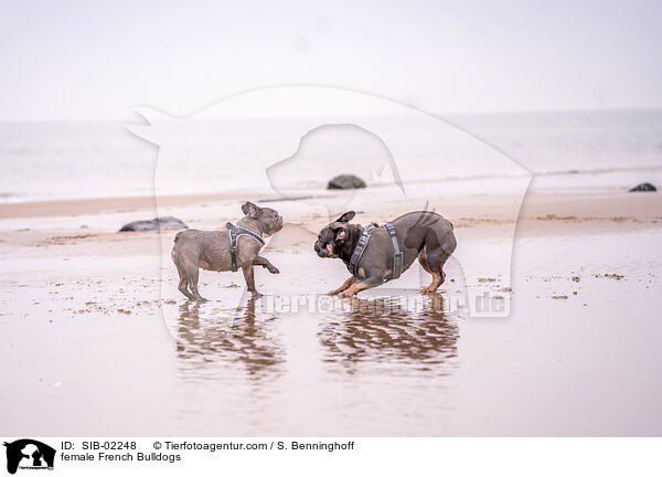 Franzsische Bulldogge Hndinnen / female French Bulldogs / SIB-02248