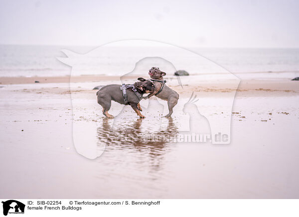 Franzsische Bulldogge Hndinnen / female French Bulldogs / SIB-02254