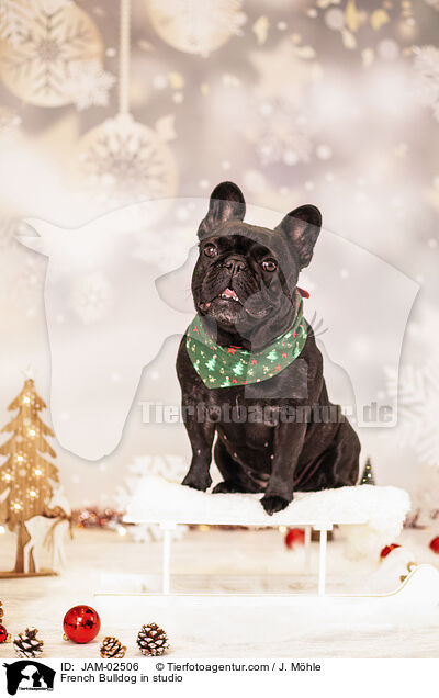 Franzsische Bulldogge im Studio / French Bulldog in studio / JAM-02506