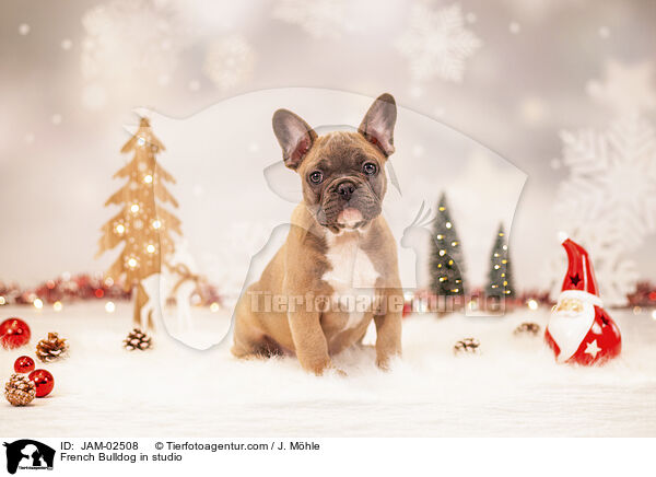 Franzsische Bulldogge im Studio / French Bulldog in studio / JAM-02508