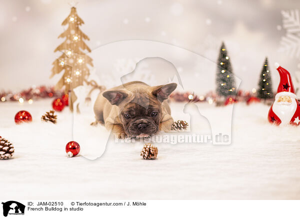 Franzsische Bulldogge im Studio / French Bulldog in studio / JAM-02510