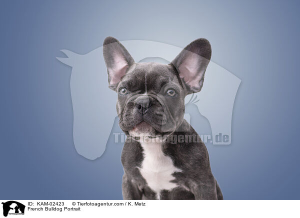Franzsische Bulldogge Portrait / French Bulldog Portrait / KAM-02423