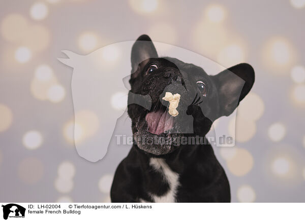 Franzsische Bulldogge Hndin / female French Bulldog / LH-02004