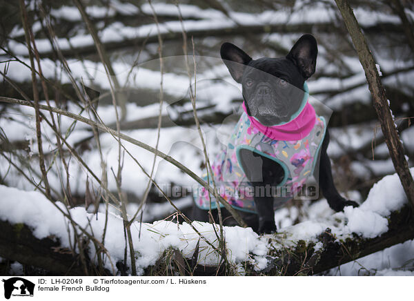 Franzsische Bulldogge Hndin / female French Bulldog / LH-02049