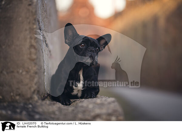 Franzsische Bulldogge Hndin / female French Bulldog / LH-02070