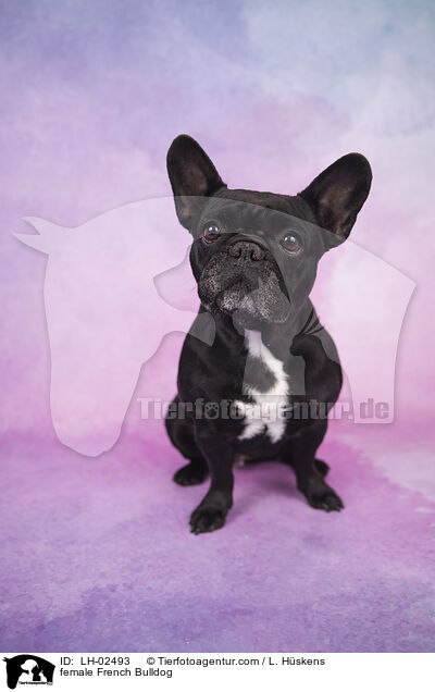 Franzsische Bulldogge Hndin / female French Bulldog / LH-02493