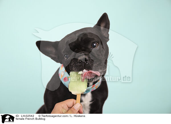 Franzsische Bulldogge Hndin / female French Bulldog / LH-02542