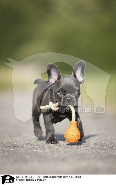 Franzsische Bulldogge Welpe / French Bulldog Puppy / SI-01931