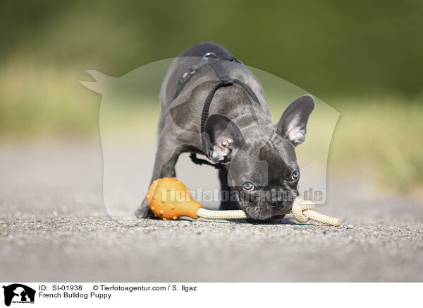 Franzsische Bulldogge Welpe / French Bulldog Puppy / SI-01938