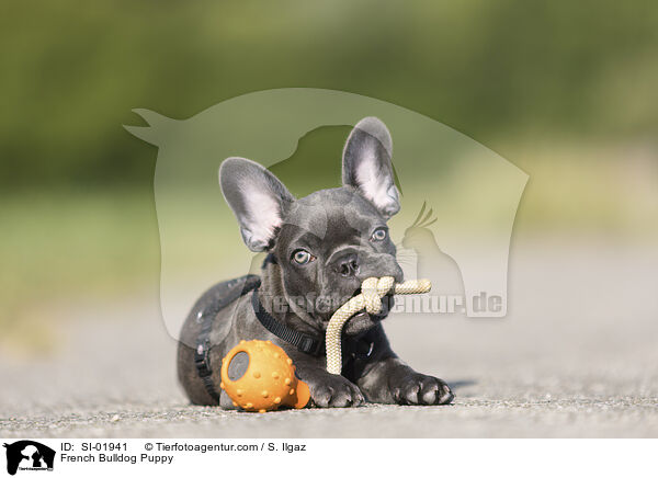 Franzsische Bulldogge Welpe / French Bulldog Puppy / SI-01941