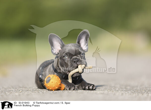 Franzsische Bulldogge Welpe / French Bulldog Puppy / SI-01943