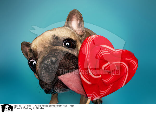 Franzsische Bulldogge im Studio / French Bulldog in Studio / MT-01787