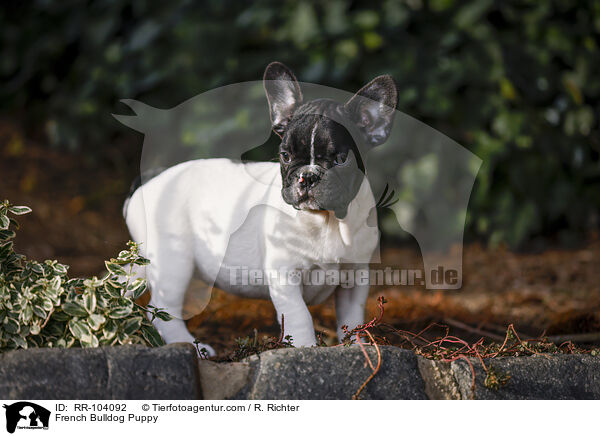 Franzsische Bulldogge Welpe / French Bulldog Puppy / RR-104092