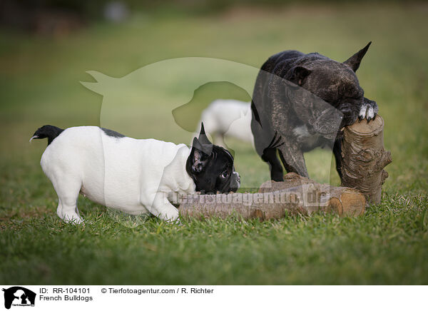 Franzsische Bulldoggen / French Bulldogs / RR-104101