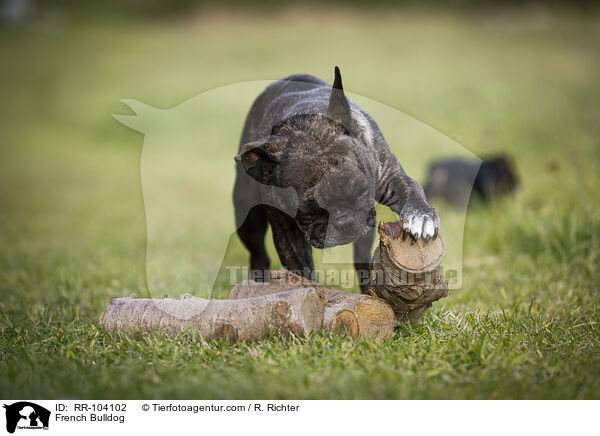 Franzsische Bulldogge / French Bulldog / RR-104102