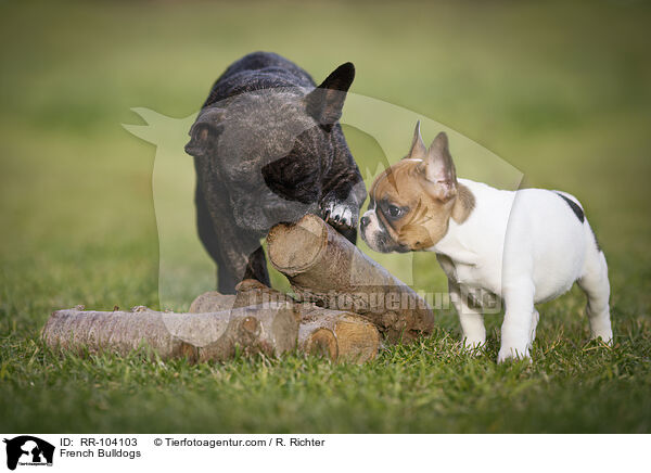 Franzsische Bulldoggen / French Bulldogs / RR-104103