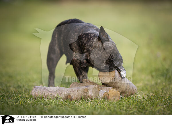 Franzsische Bulldogge / French Bulldog / RR-104105