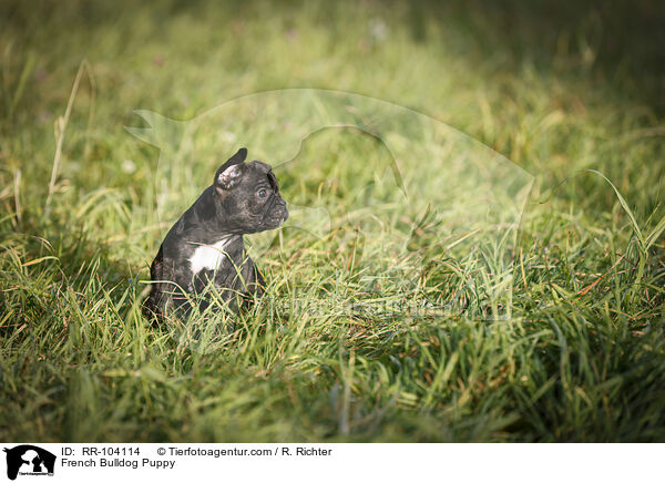 Franzsische Bulldogge Welpe / French Bulldog Puppy / RR-104114