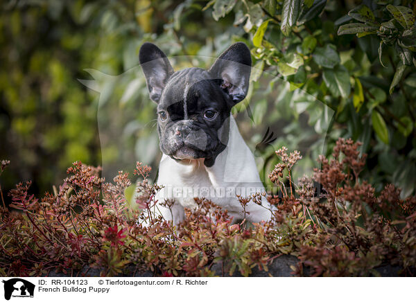 Franzsische Bulldogge Welpe / French Bulldog Puppy / RR-104123