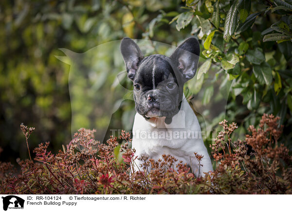 Franzsische Bulldogge Welpe / French Bulldog Puppy / RR-104124