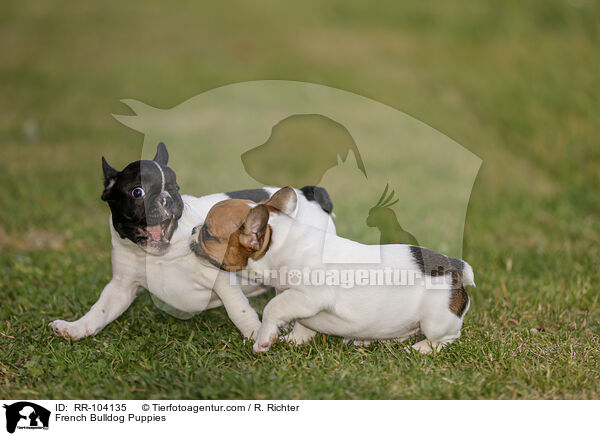 French Bulldog Puppies / RR-104135