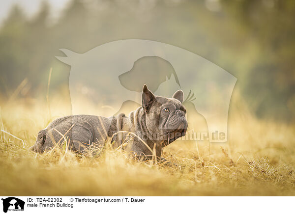 Franzsische Bulldogge Rde / male French Bulldog / TBA-02302