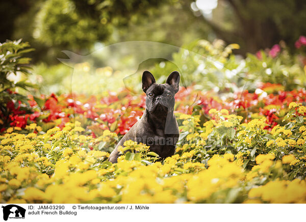 ausgewachsene Franzsische Bulldogge / adult French Bulldog / JAM-03290