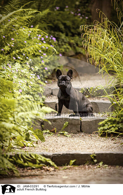 ausgewachsene Franzsische Bulldogge / adult French Bulldog / JAM-03291